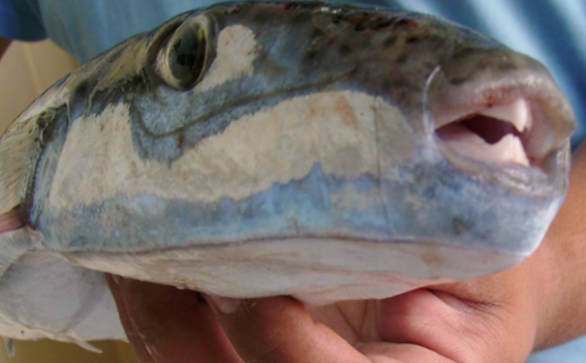 Attenti Al Mortale Pesce Palla Maculato Isq Alimenti