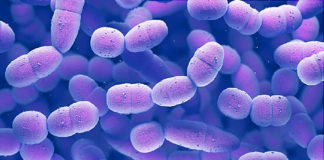 International Symposium on Biological Control of Bacterial Plant Diseases – Viterbo