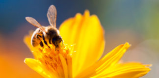 Api e Pesticidi: al via seconda consultazione su revisione delle linee guida