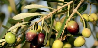 Olio extravergine: un aiuto contro la demenza olive isq alimenti