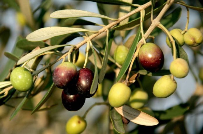 olive isq alimenti