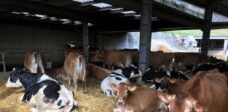 Residui di farmaci veterinari in animali e alimenti: resta elevato il rispetto dei livelli di sicurezza