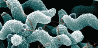 Salmonelle, Listeria & co: con il caldo è più facile imbattersi nei batteri contamina-cibo